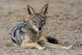 Black-backed jackal in Sossusvlei Sand Dunes area