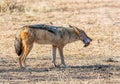 Black-backed Jackal With Kill Royalty Free Stock Photo