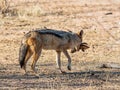 Black-backed Jackal With Kill Royalty Free Stock Photo