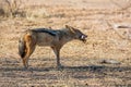 Black-backed Jackal With Kill Royalty Free Stock Photo