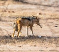 Black-backed Jackal With Kill Royalty Free Stock Photo