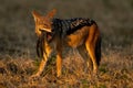 Black-backed jackal stands chewing helmeted guineafowl feathers