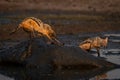 Black-backed jackal stands pulling guts from giraffe