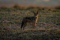 Black-backed jackal stands sidelit with head turned