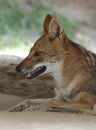 Black Backed Jackal staring towards the camera, Silver Backed Jackal sitting