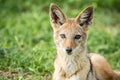 Black-backed jackal starring at the camera. Royalty Free Stock Photo