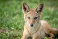 Black-backed jackal starring at the camera. Royalty Free Stock Photo