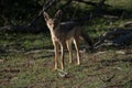 Black backed Jackal at Sunset Royalty Free Stock Photo