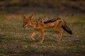 Black-backed jackal trots across grass lifting foot