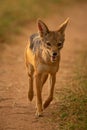 Black-backed jackal trots along track towards camera