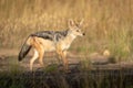 Black-backed jackal trots through grass in sunshine