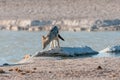 Black-backed jackal at a waterhole in Northern Namibia