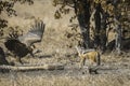 Black backed jackal and white back vulture in Kruger National park, South Africa Royalty Free Stock Photo