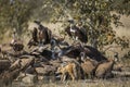 White backed Vultures in Kruger National park, South Africa Royalty Free Stock Photo