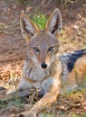 Black-backed Jackall Royalty Free Stock Photo