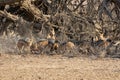 Black-backed Jackals Royalty Free Stock Photo