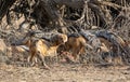 Black-backed Jackals Royalty Free Stock Photo