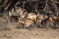 Black-Backed Jackals Royalty Free Stock Photo