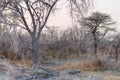 Black Backed Jackals in the bush at sunset. Etosha National Park, the main travel destination in Namibia, Africa Royalty Free Stock Photo