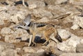 ,Black backed Jackals chasing and catching pigeons .