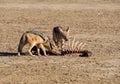 Black-backed Jackals Royalty Free Stock Photo