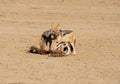 Black-backed Jackals Royalty Free Stock Photo