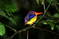 Black-backed kingfisher Royalty Free Stock Photo