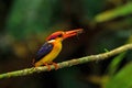 Black- backed Kingfisher Royalty Free Stock Photo