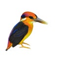 Black-backed Kingfisher bird