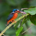 Black-backed Kingfisher bird