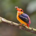 Black-backed Kingfisher bird Royalty Free Stock Photo