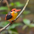 Black-backed Kingfisher bird Royalty Free Stock Photo