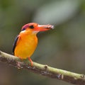 Black-backed Kingfisher bird Royalty Free Stock Photo