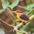 Black-backed Kingfisher bird Royalty Free Stock Photo