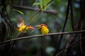 Black-backed Kingfisher bird in Kaeng Krachan National Park Thai Royalty Free Stock Photo