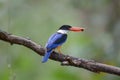 Black-backed Kingfisher, Oriental Dwarf Kingfisher