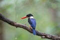 Black-backed Kingfisher, Oriental Dwarf Kingfisher