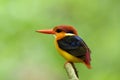 Black-backed or oriental dwarf kingfisher (Ceyx erithaca) colorful bird perching on wooden branch in nesting days