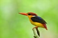 Black-backed or oriental dwarf kingfisher (Ceyx erithaca) lovely