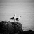 Black-backed sea gulls Royalty Free Stock Photo