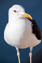 Black-backed seagull portrait, head close-up view Royalty Free Stock Photo