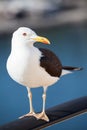 Black-backed seagull standing on rails Royalty Free Stock Photo