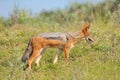 Black-backed, silver-backed or red jackal