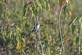 A Black Backed Water Tyrant in the Wetlands