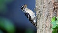 Black-backed woodpecker during summer with green background