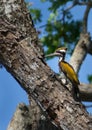 Black-backed Yellow Woodpecker Chrysocolaptes festivus, Sri Lanka