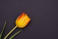 On a black background beautiful unusual tulip
