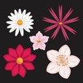 Black background with colorful different types of flowers