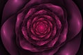 Black background with crumpled pink rose in the center. Spiral f Royalty Free Stock Photo