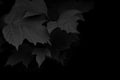 Black background. Dark tree leaves foliage isolated on black. Abstract natural backdrop